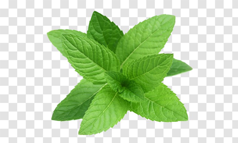 Mentha Spicata Peppermint Pennyroyal Herb Water Mint - Leaf - Taste Transparent PNG