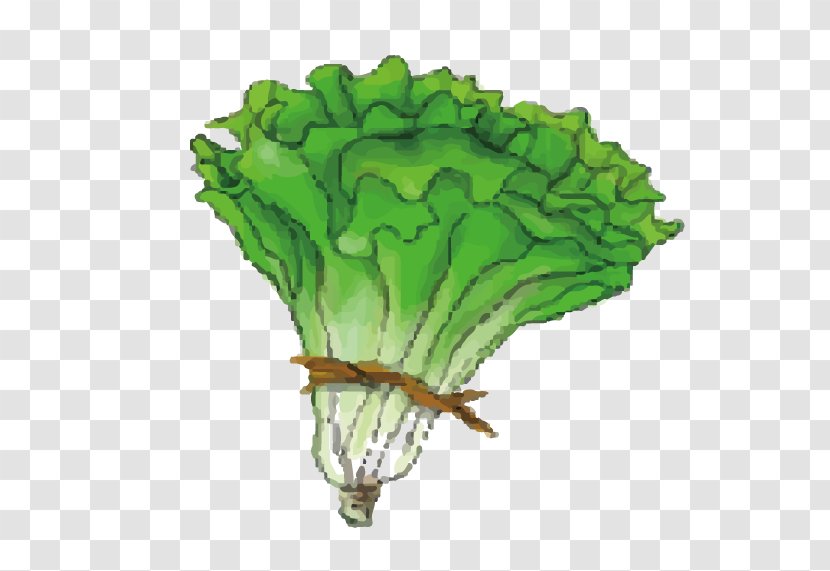 Cabbage Leaf Vegetable Lettuce - Chinese - Cartoon Green Transparent PNG