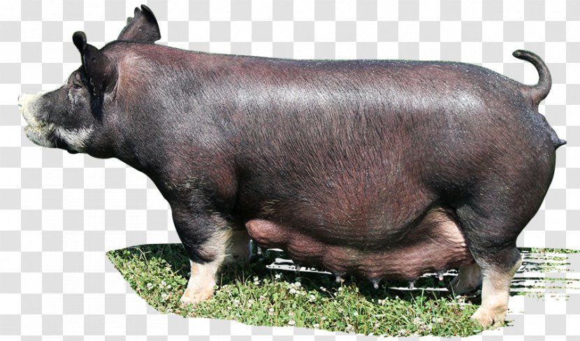 Domestic Pig Cattle Mammal Livestock - Boar Transparent PNG