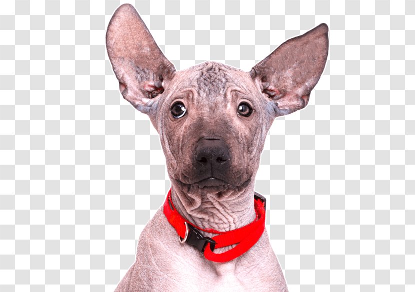 Dog And Cat - Hairless - Fawn Feist Transparent PNG