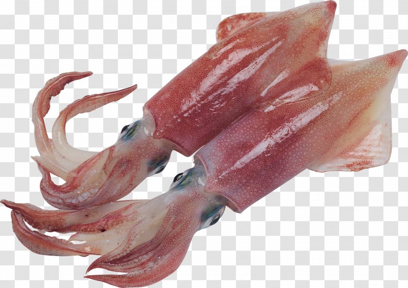 Squid As Food Fish Oil Acid Gras Omega-3 - Silhouette Transparent PNG