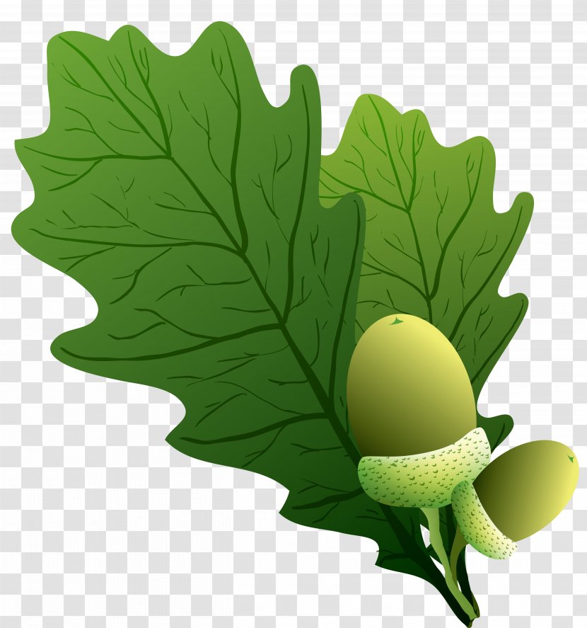Leaf - Vegetable - Food Transparent PNG