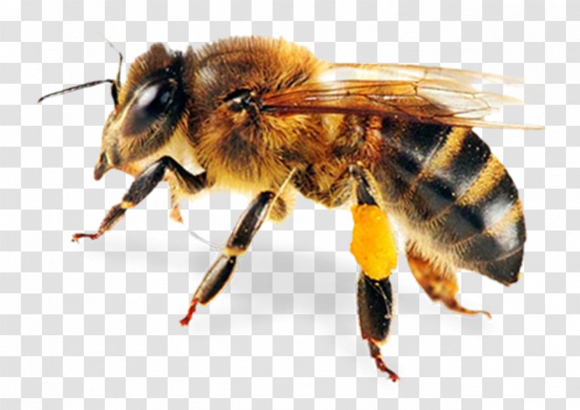 Honey Bee Clip Art - Beekeeping Transparent PNG
