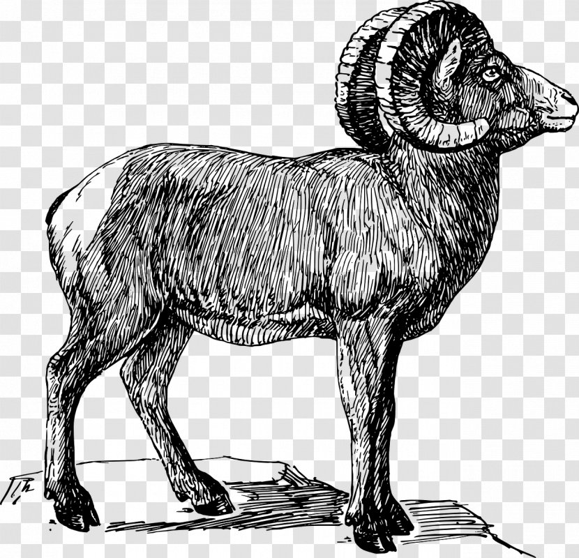 Bighorn Sheep Texas Longhorn Argali Dall - Drawing Transparent PNG