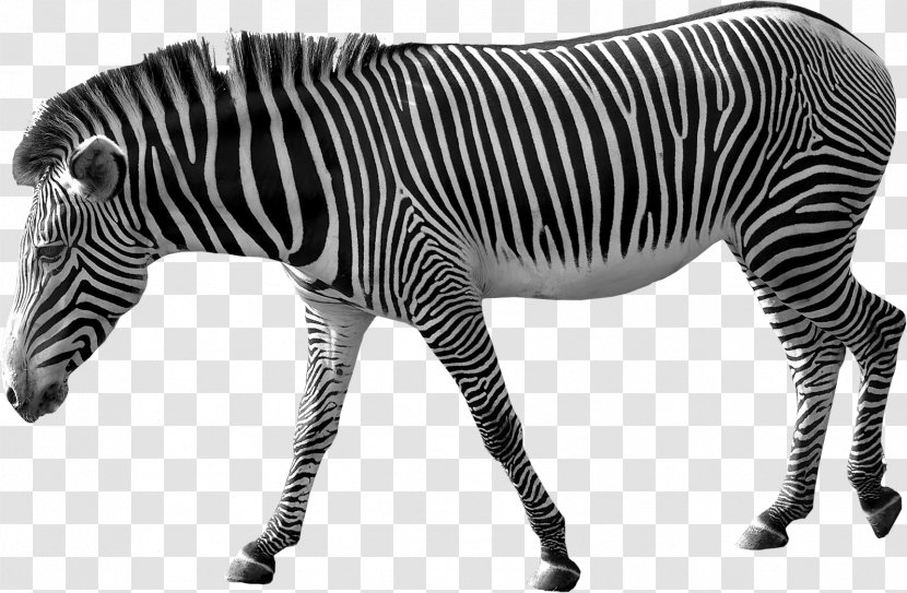 Zebra Clip Art - Stripe - Image Transparent PNG