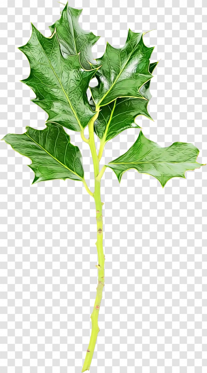 Plane - Wet Ink - Plant Stem Food Transparent PNG