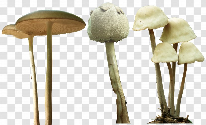 Magic Mushrooms Psilocybe Mexicana Psilocybin Mushroom Transparent PNG