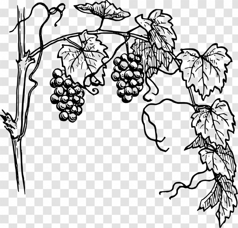 Common Grape Vine Drawing Clip Art - Leaves Transparent PNG