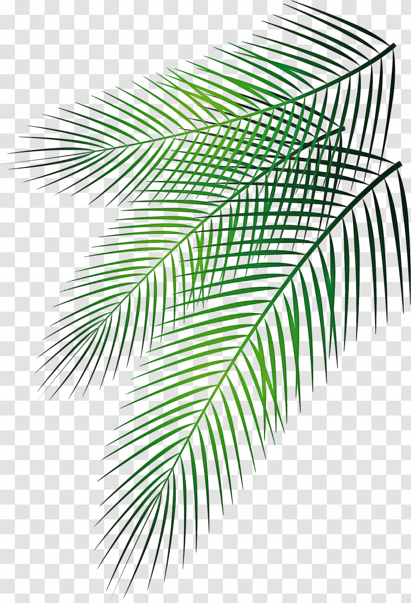 Palm Trees Transparent PNG