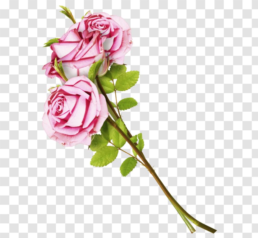 Garden Roses Flower Cabbage Rose Mumin - Pink Transparent PNG