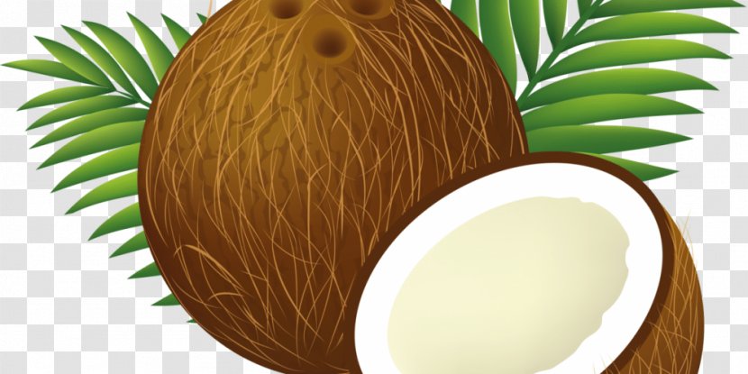 Coconut Arecaceae Clip Art - Royaltyfree Transparent PNG