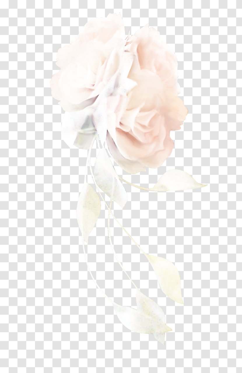 Garden Roses Cabbage Rose Cut Flowers Flower Bouquet - Beige - Cali Bubble Transparent PNG