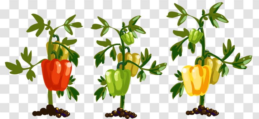 Bell Pepper Chili Vegetable - Leaf - Hand-painted Tree Transparent PNG
