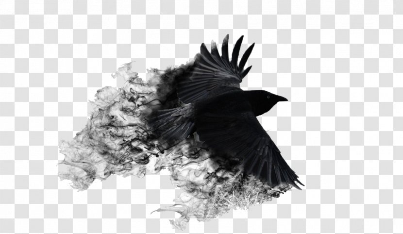 Crows Ultra-high-definition Television Desktop Wallpaper 4K Resolution - Raven - Crow Transparent PNG