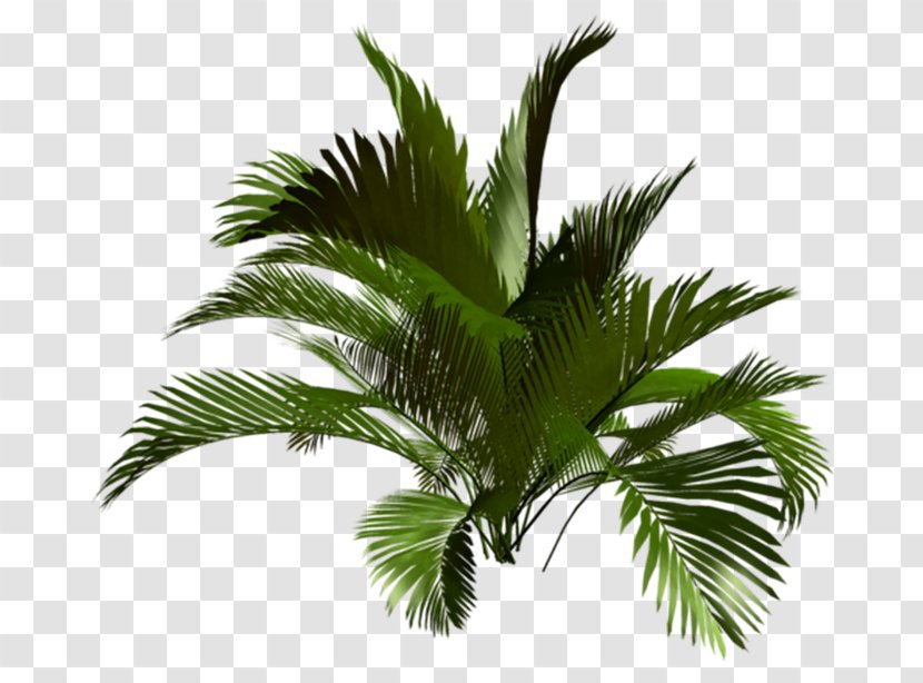 Asian Palmyra Palm Babassu Oil Palms Vegetation Coconut Transparent PNG