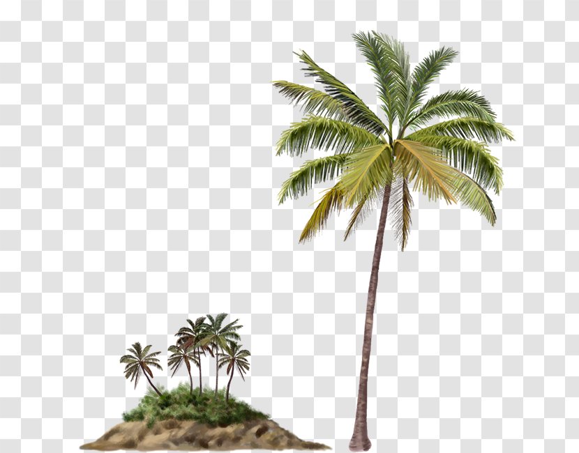 Arecaceae Palm Islands Tree Beach Transparent PNG