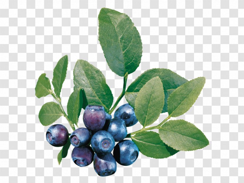 Bilberry European Blueberry Clip Art - Fruit Transparent PNG