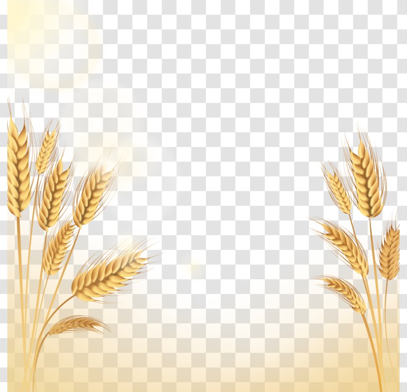 Emmer Rice Euclidean Vector Icon - Grass Family Transparent PNG