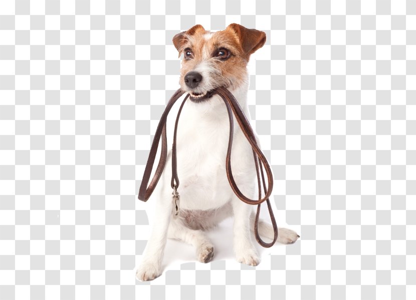 Pet Sitting Dog Walking Daycare - Bark Transparent PNG
