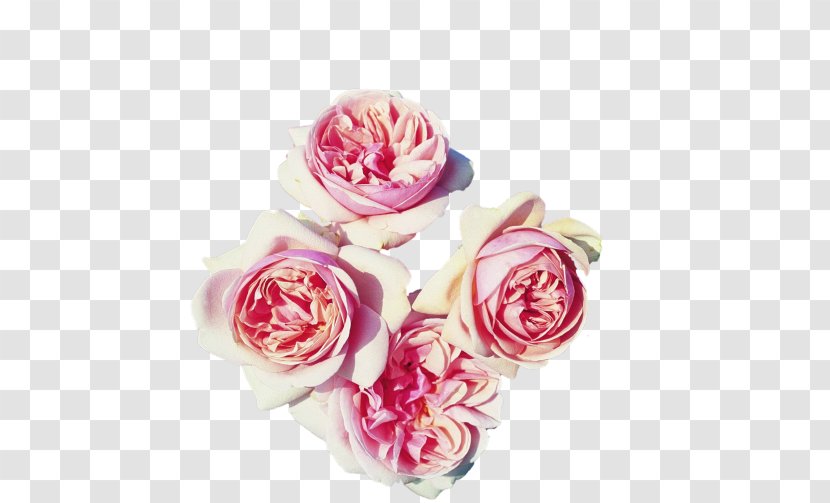 Rosa Peace Hybrid Tea Rose Garden Roses Flower - Family Transparent PNG