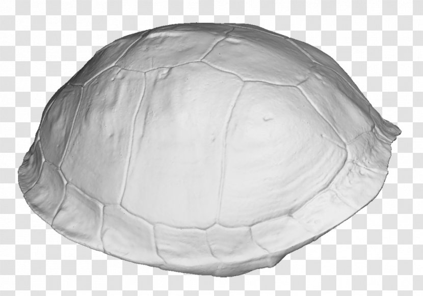 3D Scanning Image Scanner Turtle Shell Tortoise M - Personal Protective Equipment - Border Transparent PNG