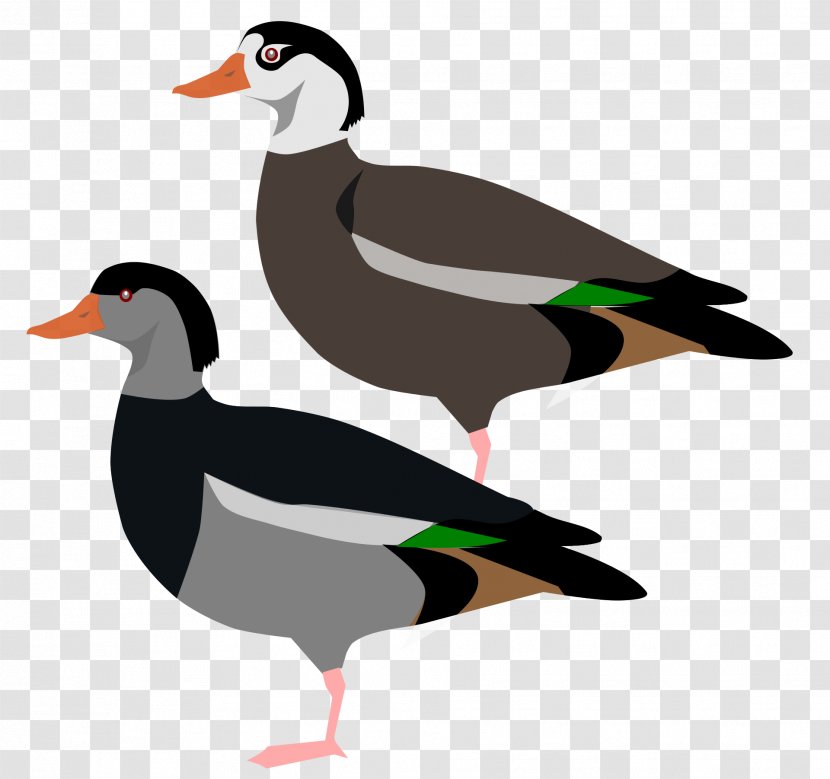 Mallard Goose Crested Shelduck Bird - Feather Transparent PNG