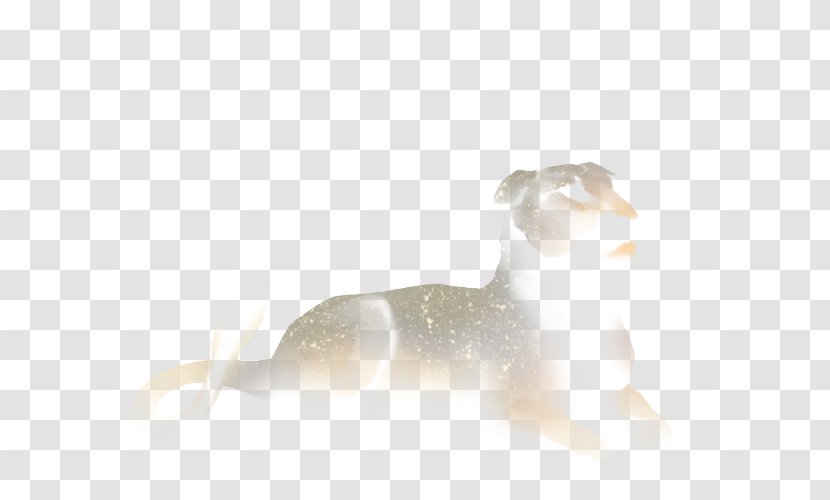 Cat Dog Canidae Desktop Wallpaper Mammal - Computer Transparent PNG