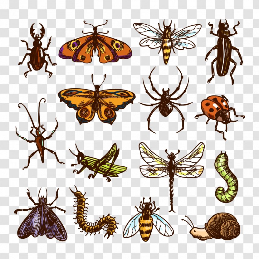 Insect Cockroach Royalty-free Clip Art - Symmetry - Vector Insects Transparent PNG