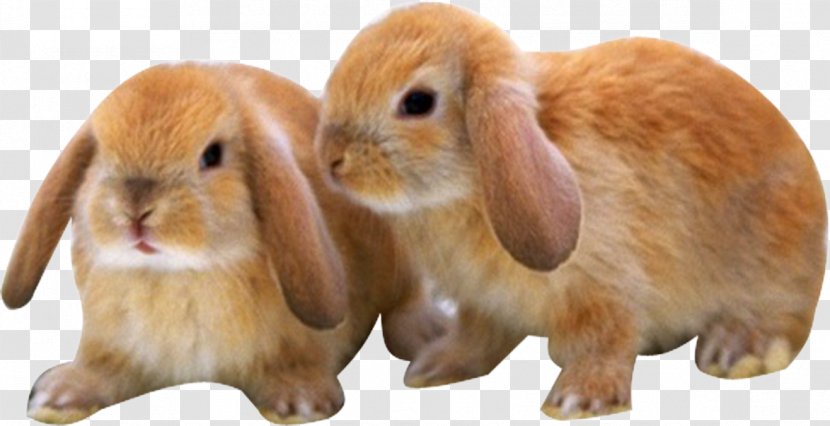 Mini Lop Dog Puppy Leporids Kitten - Snout - Two Yellow Bunny Transparent PNG