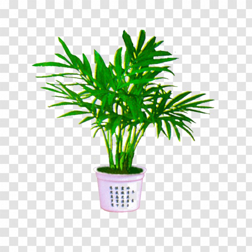Image Palm Trees Download Clip Art - Sillhouette Flyer Transparent PNG