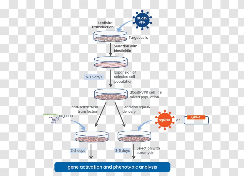 Lentivirus CRISPR DCas9 Activation System Guide RNA - Water - Transactivating Crrna Transparent PNG