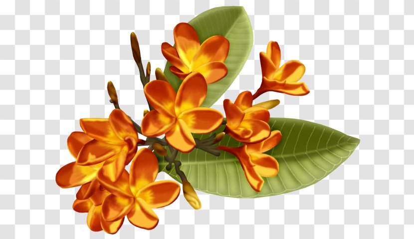Floral Design Cut Flowers - Flowering Plant - Plumeria Rubra Transparent PNG