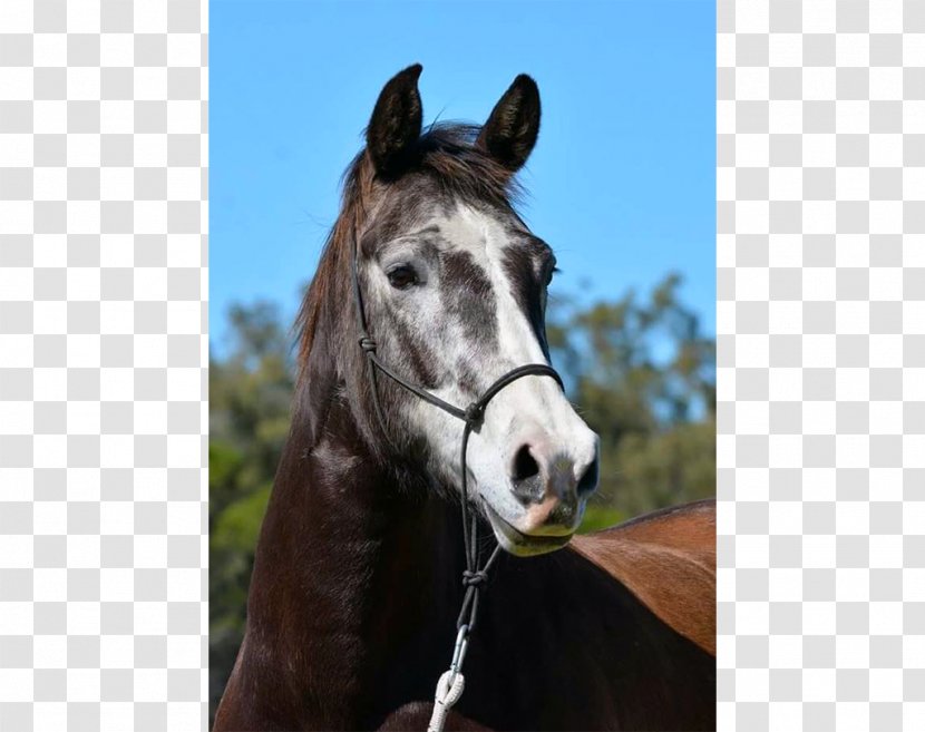 Stallion Halter Pony Davis Kathleen Dr Mare - Horse - Mustang Transparent PNG