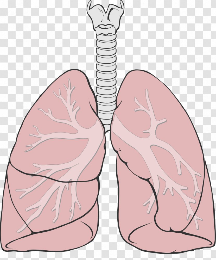 Lung Diagram Anatomy Respiratory System Bronchus - Watercolor - Organs Transparent PNG