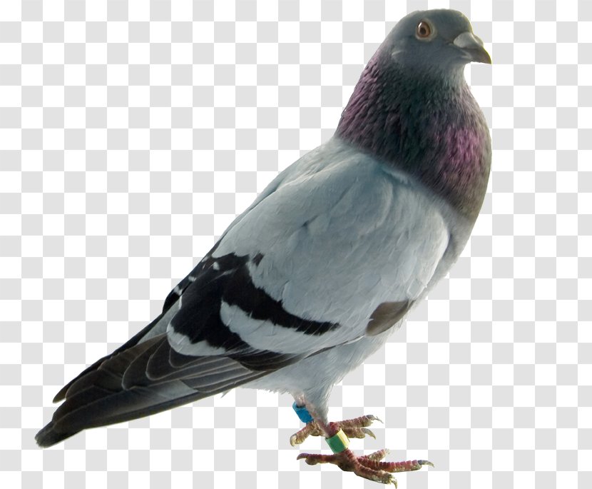 Rock Dove Columbidae Bird English Carrier Pigeon Homing - Pigeons And Doves Transparent PNG