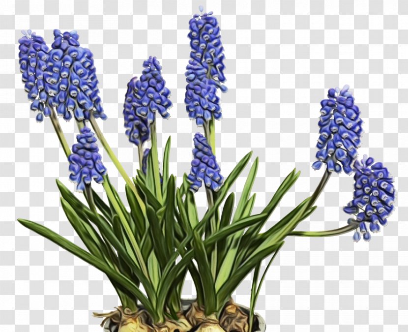 Lavender - Flowering Plant - Fernleaf Bluebonnet Transparent PNG