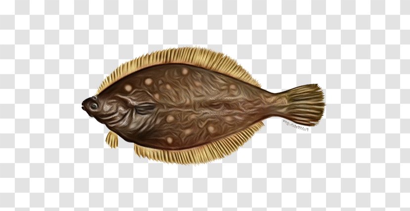 Fish Flatfish Sole Flounder - Paint Transparent PNG