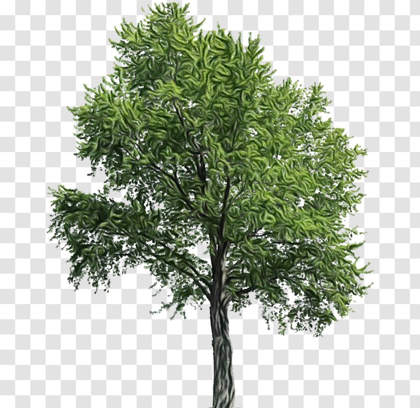 Tree Plan - American Larch - Plant Stem Shortstraw Pine Transparent PNG