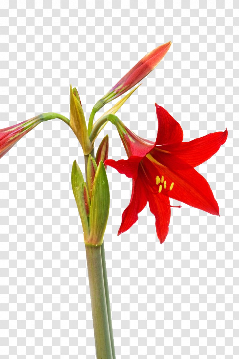 Amaryllis Belladonna Hippeastrum Lilium Flower Bud - Family - Free To Pull The Material Transparent PNG