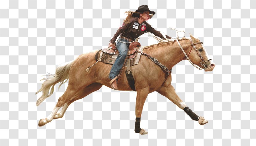 American Quarter Horse Arabian Stallion Mare Rodeo - Animal Sports - Cowboy Racing Transparent PNG