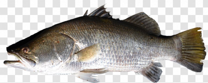 Fish Tilapia Barramundi Transparent PNG