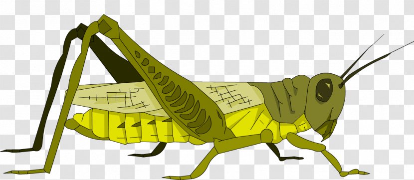 Clip Art Grasshopper Image Illustration - Animal Figure Transparent PNG