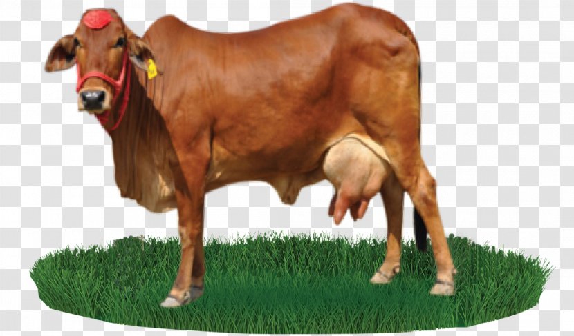 Sahiwal Cattle Beef Nili-Ravi Dairy Farming - Clarabelle Cow Transparent PNG