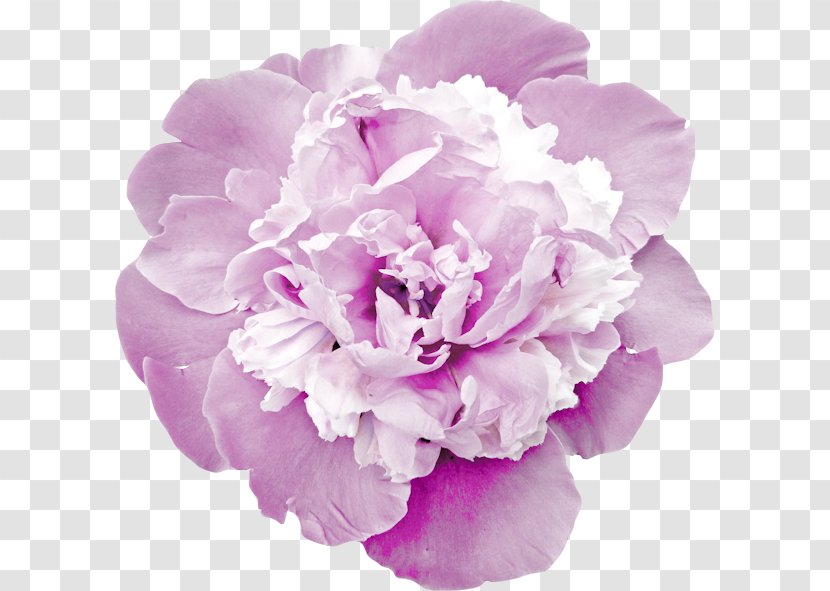 Peony Cut Flowers Garden Roses Carnation - White - Barra Filigree Transparent PNG