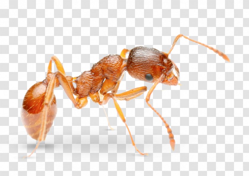 Pharaoh Ant Pest Control Solenopsis Molesta - Red Imported Fire - Monomorium Transparent PNG