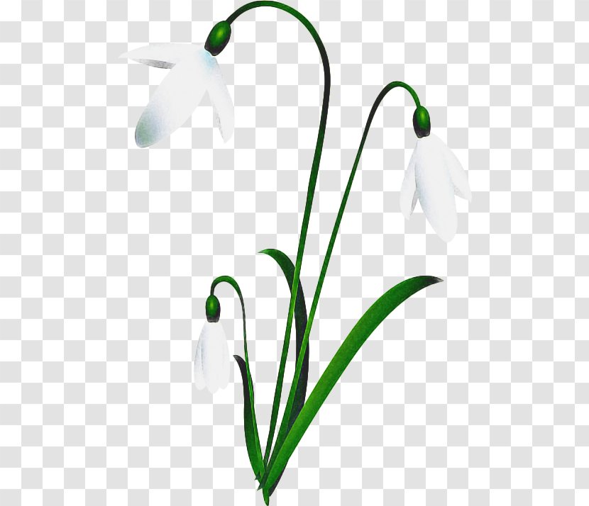 Summer Background Flowers - Flower - Lily Of The Valley Amaryllis Family Transparent PNG