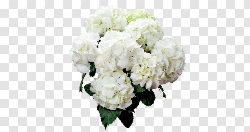 Garden Roses French Hydrangea Cut Flowers Cutting - Flower Transparent PNG