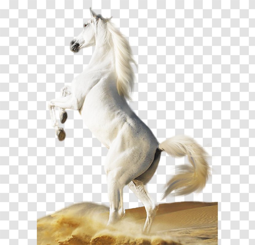 White Horse Foal Stallion Mare - Pony Transparent PNG