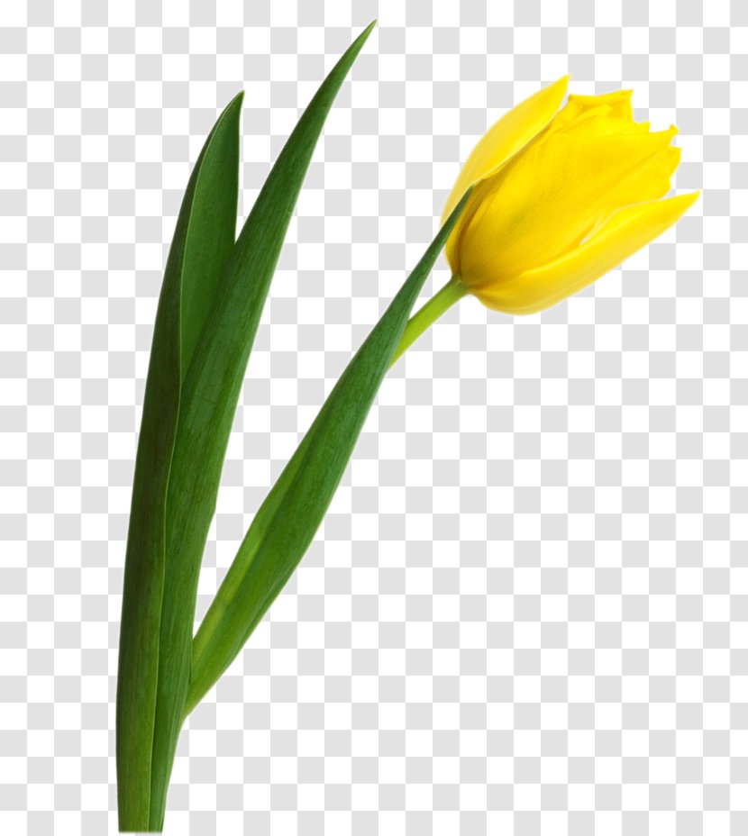 Tulip Florar.md Yellow Flower - Plant - Image Transparent PNG