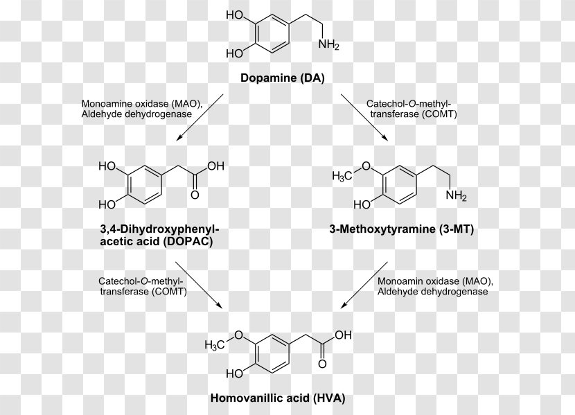 Dopamine Transporter Catecholamine Dopaminergic Pathways Levodopa - Document Transparent PNG